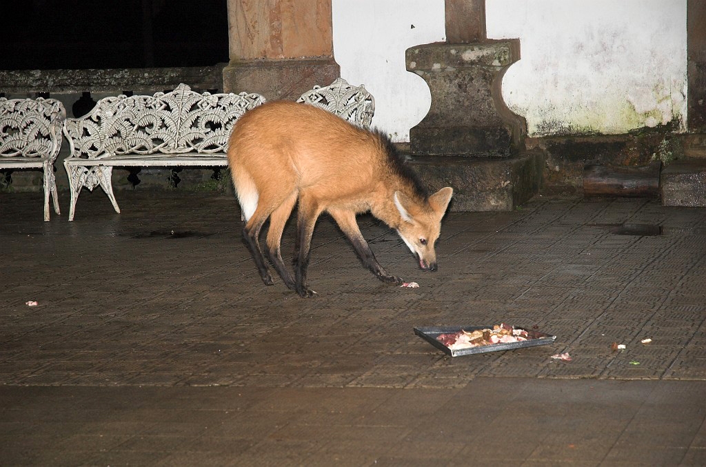 Maned Volf-01.jpg - Maned Wolf (Chrysocyon brachyurus), Serra do Caraca Brazil 2005